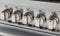 36 inch Induction Range, 5 Heating Zones, Electric Oven