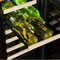 15-In Built-In High-Efficiency Single Zone Wine Refrigerator
