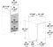 FRTMUCXFVUUP.PNG